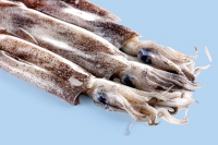 Calamari pescati