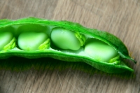 Fava novella